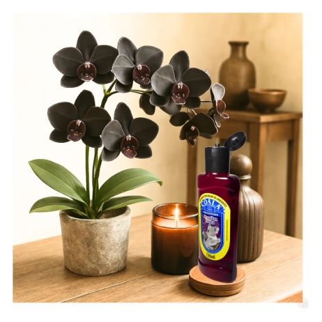 KIT 3 LIMPADOR COALA CONCENTRADO ORQUIDEA...